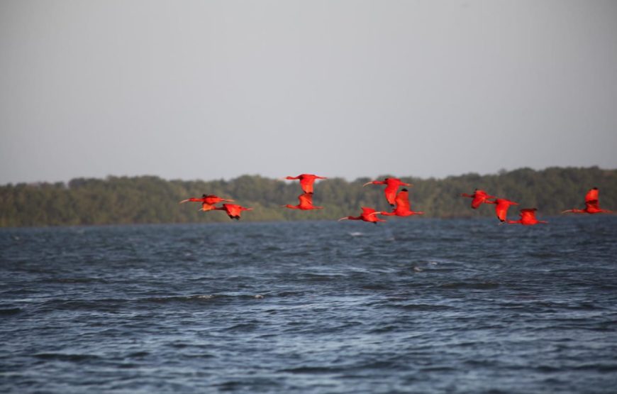 Tour Revoada dos Guarás no Delta