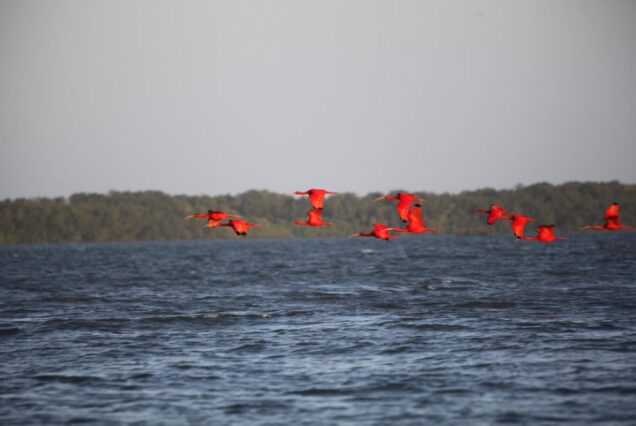 Tour no Delta - Revoada dos Guarás